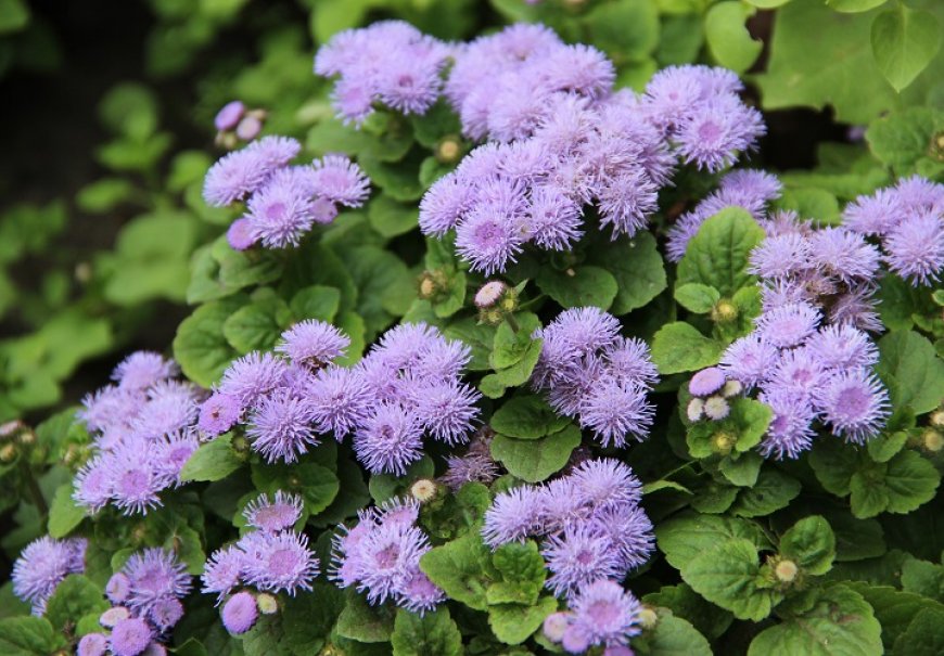 Flossflower - Ageratum houstonianum