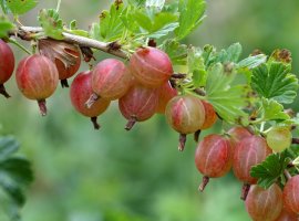 Gooseberry - Ribes uva-crispa