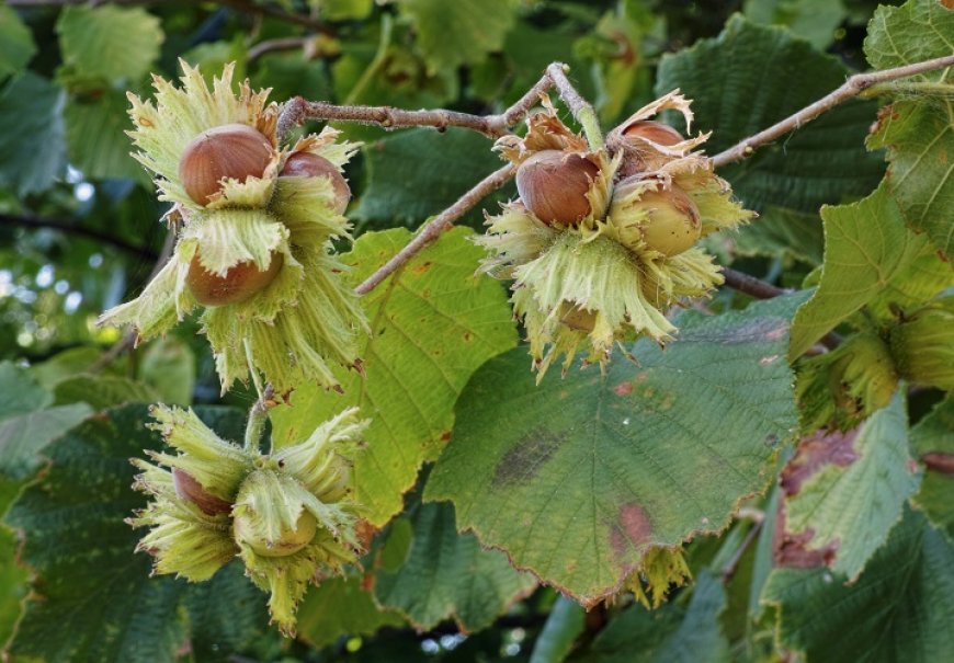 Hazelnut - Corylus avellana