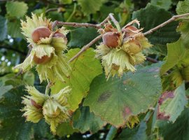 Hazelnut - Corylus avellana