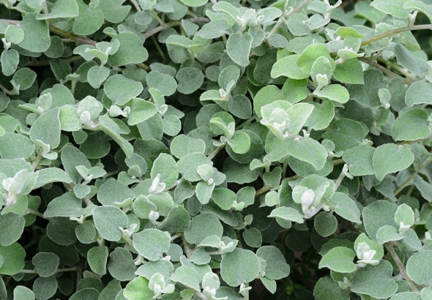 Liquorice plant - Helichrysum petiolare