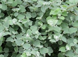 Liquorice plant - Helichrysum petiolare
