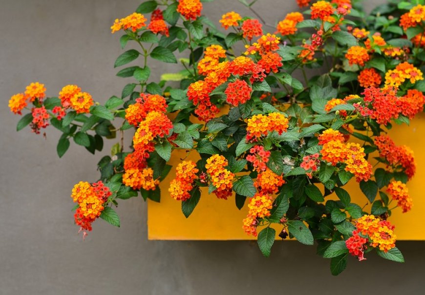Trailing lantana - Lantana montevidensis