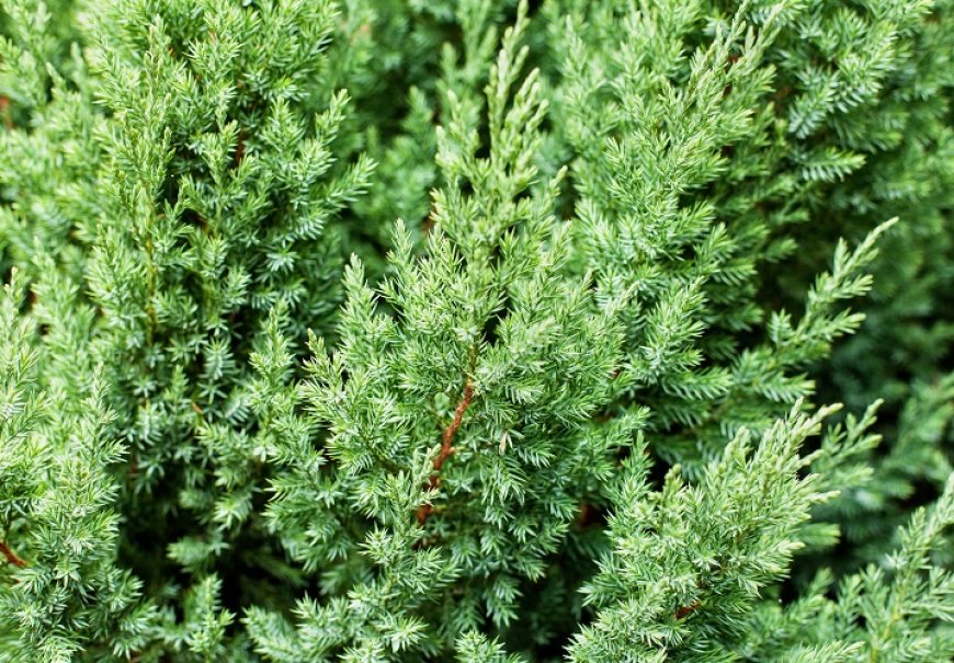 Chinese Juniper - Juniperus chinensis 'Stricta'