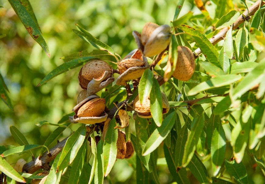 Almond - Prunus amygdalus