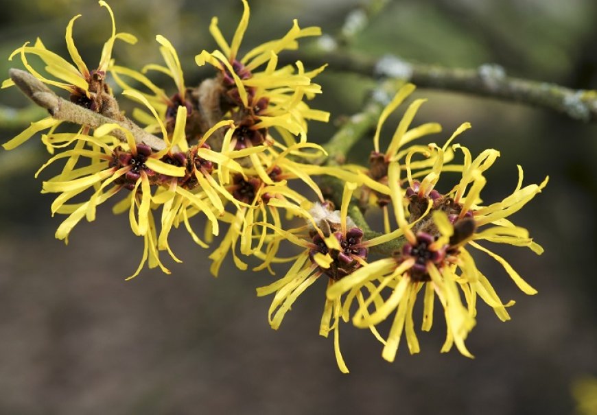 Witch Hazel - Hamamelis mollis