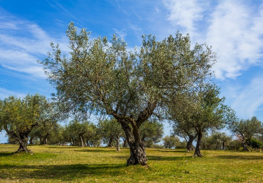 Olive - Olea europea