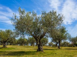 Olive - Olea europea