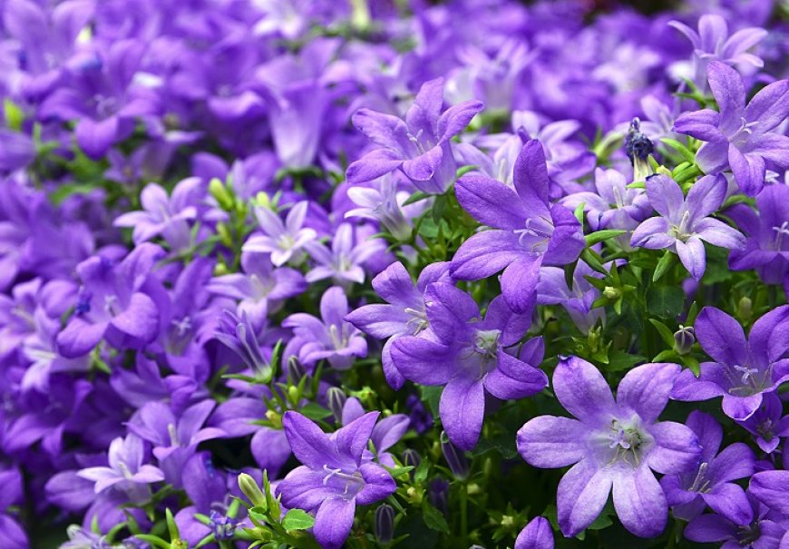Zvončići - Campanula sp.