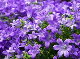 Bellflower - Campanula sp.