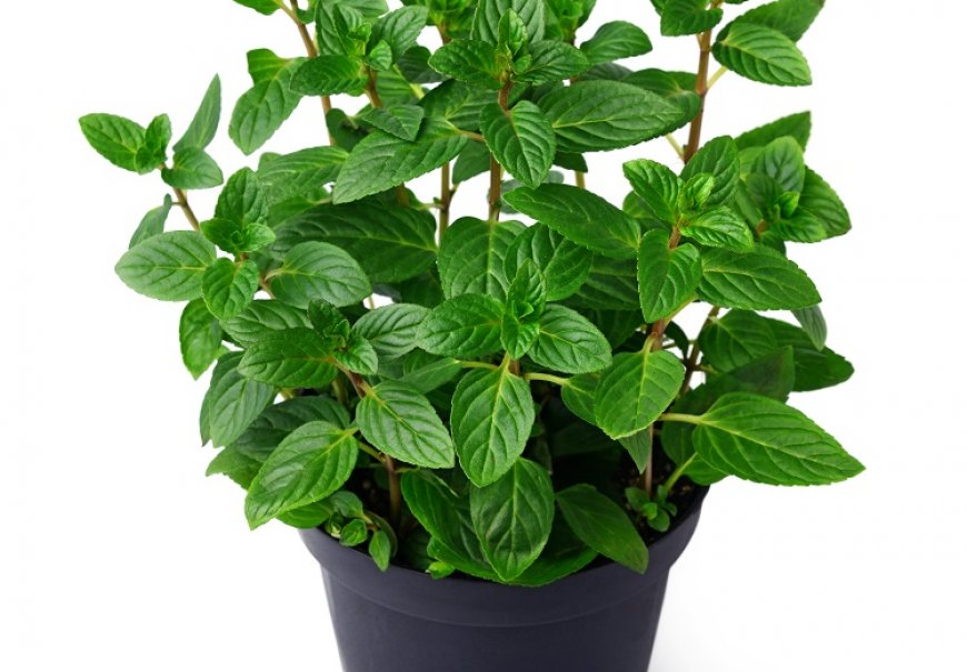 Peppermint - Mentha piperita var. odorata