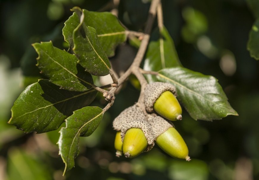 Holm Oak - Quercus ilex