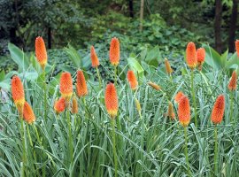 Torch Lily - Kniphofia uvaria