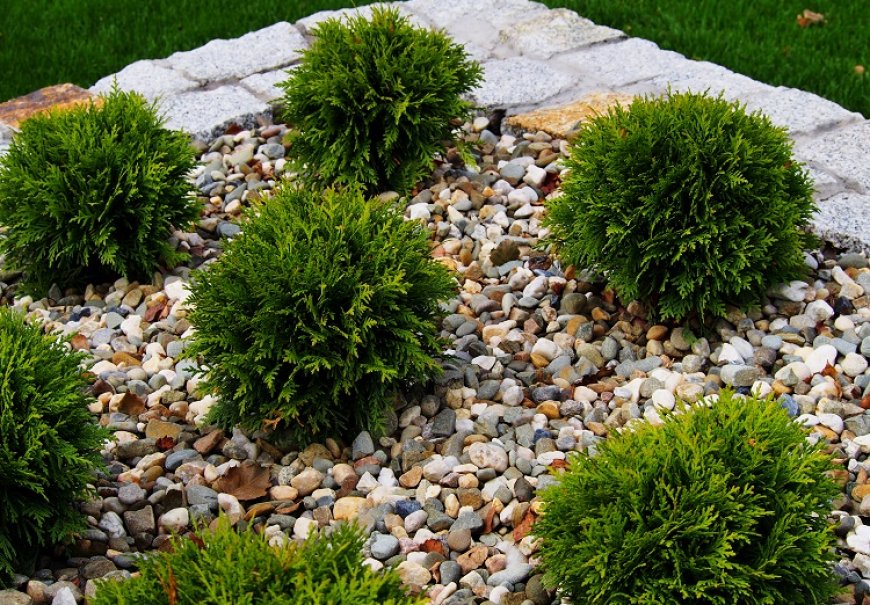 Tuja - Thuja occidentalis 'Danica'