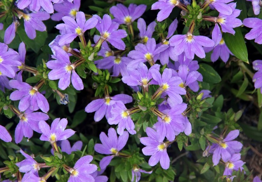 Fairy fan-flower - Scaevola aemula
