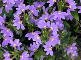 Fairy fan-flower - Scaevola aemula