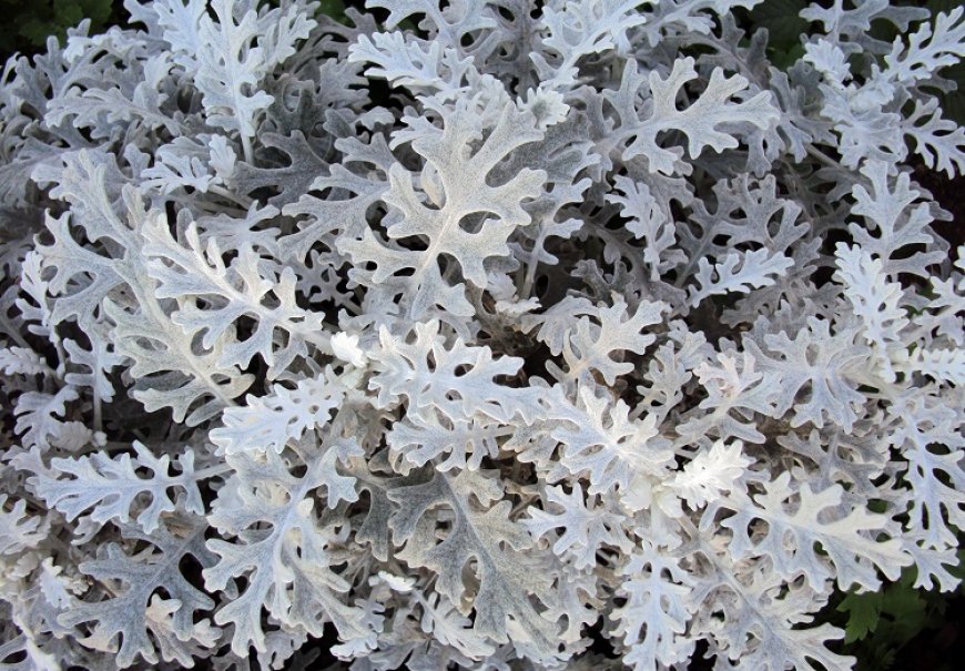 Dusty Miller - Cineraria maritima