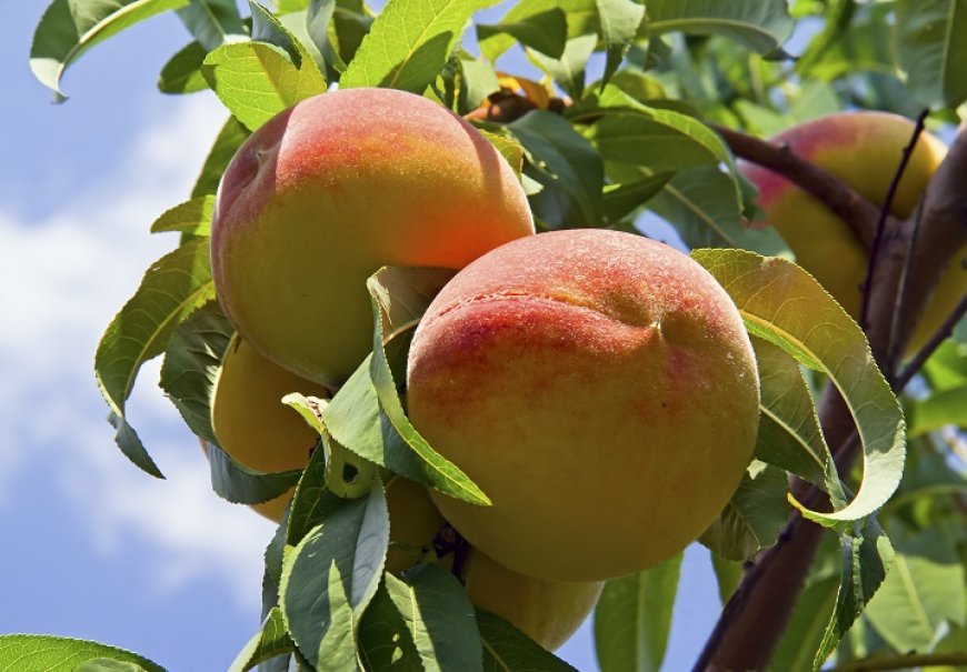 Peach - Prunus persica