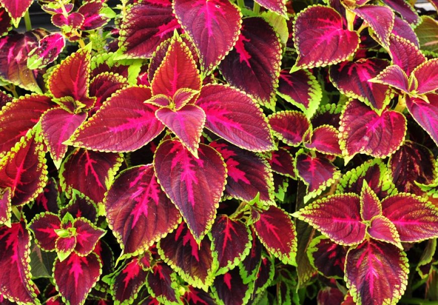 Common Coleus - Coleus blumei