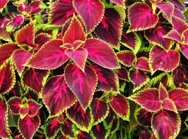 Common Coleus - Coleus blumei