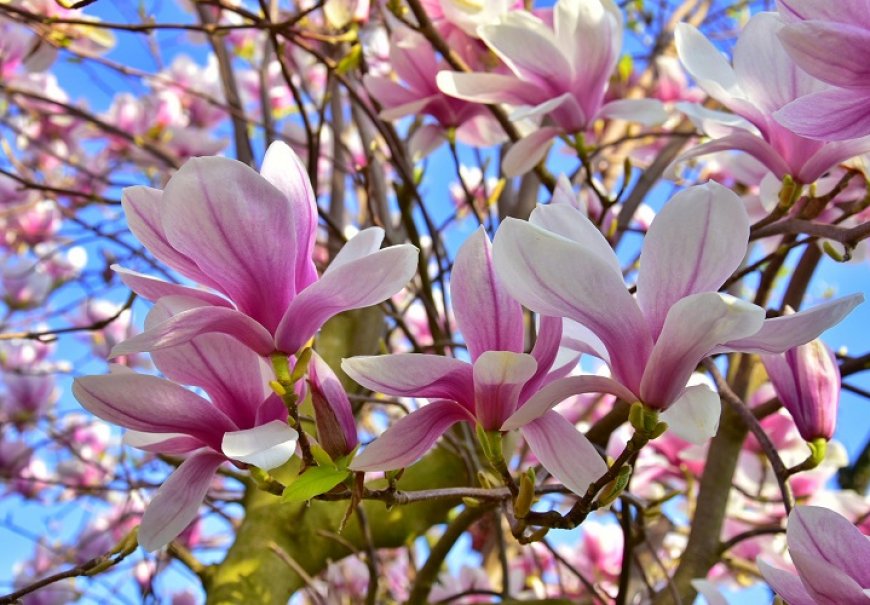 Saucer Magnolia - Magnolia x soulangiana