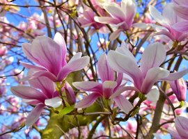 Saucer Magnolia - Magnolia x soulangiana