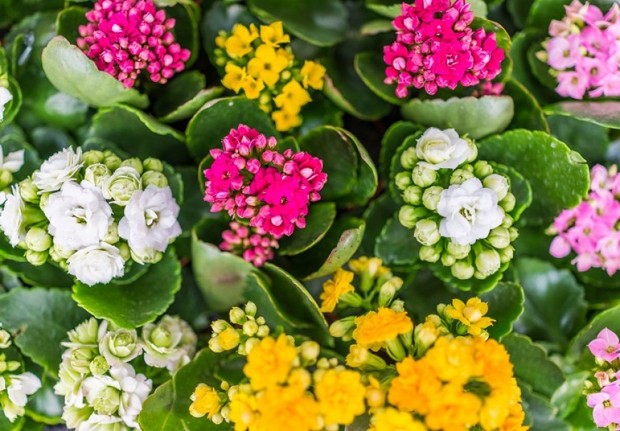 Flaming Katy - Kalanchoe blossfeldiana