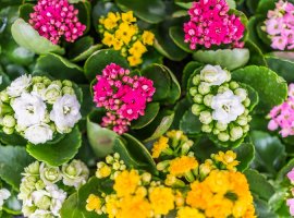 Flaming Katy - Kalanchoe blossfeldiana