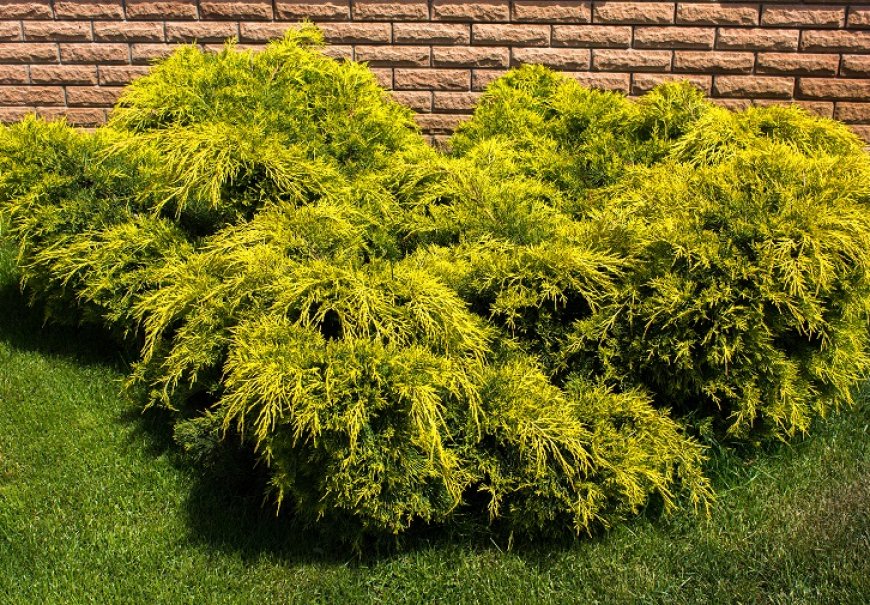 Pfitzer Juniper - Juniperus x media