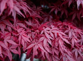 Japanese Maple - Acer palmatum 'Atropurpureum'
