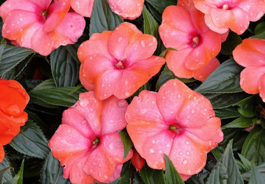 Water plant 'New Guinea' - Impatiens New Guinea