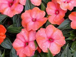 Water plant 'New Guinea' - Impatiens New Guinea