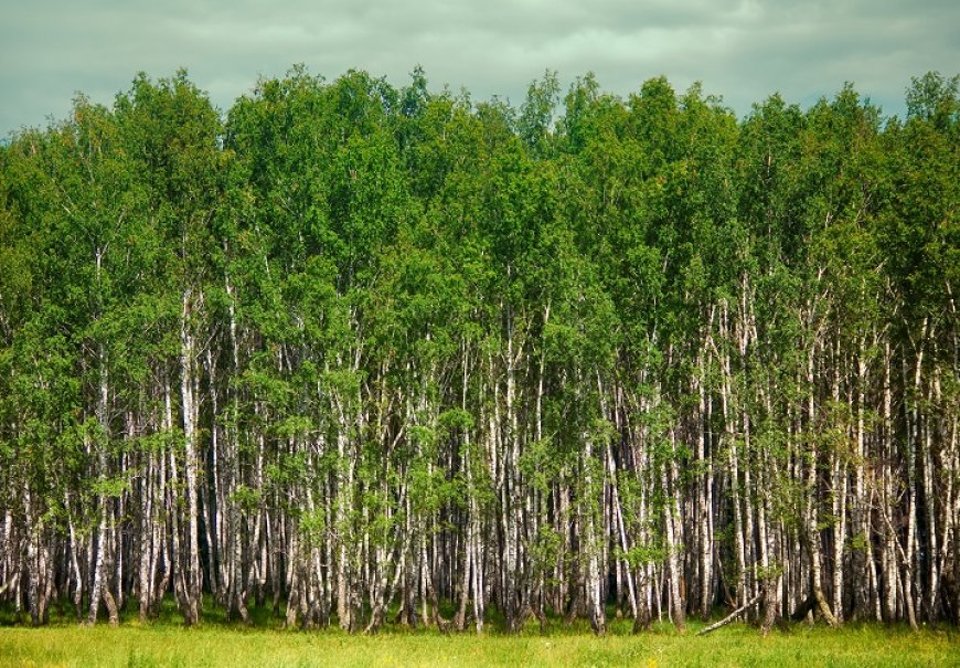 White Birch - Betula alba