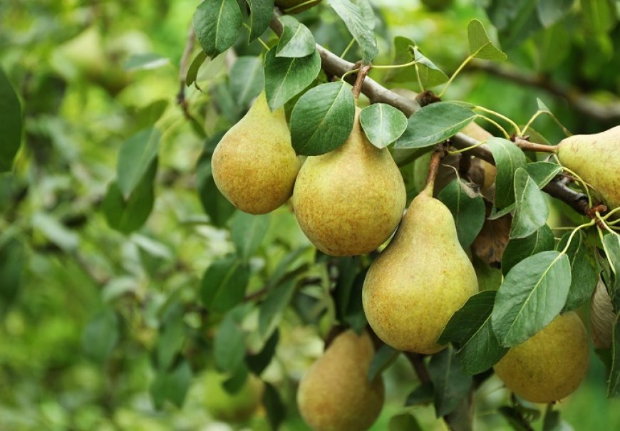 Kruška - Pyrus communis