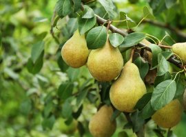Pear - Pyrus communis