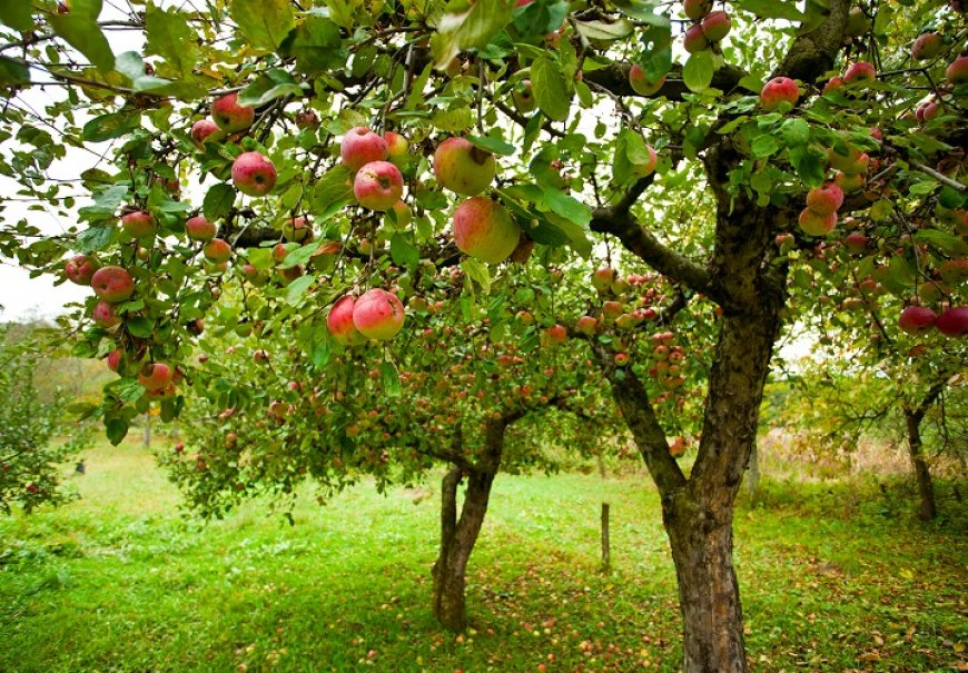 Apple - Malus domestica