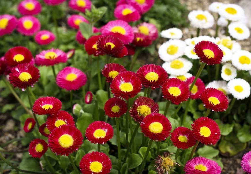 Tratinčica - Bellis perennis