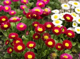 Daisy - Bellis perennis