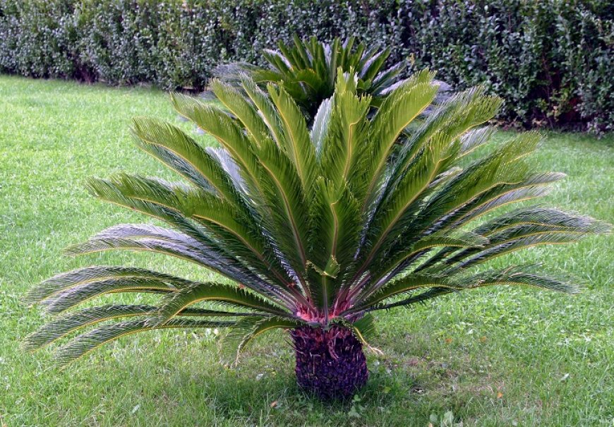 Sago Cycad - Cycas revoluta