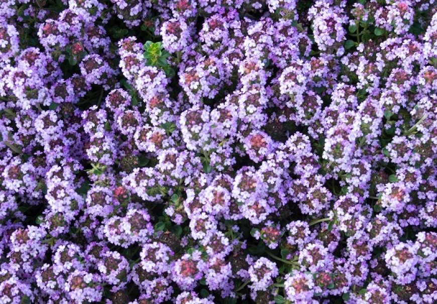 Timijan/majčina dušica - Thymus vulgaris