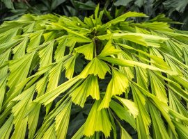 Fishtail Palm - Caryota mitis