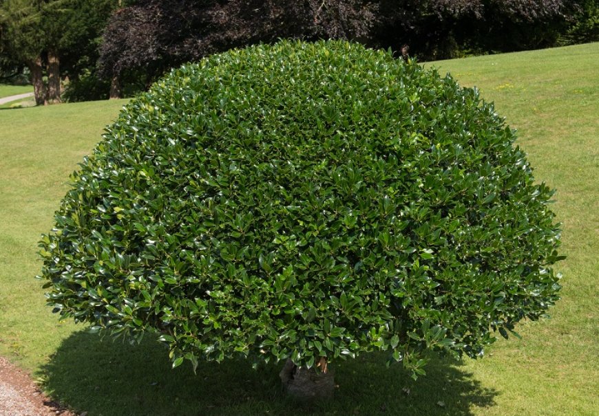 Common holly - Ilex aquifolium