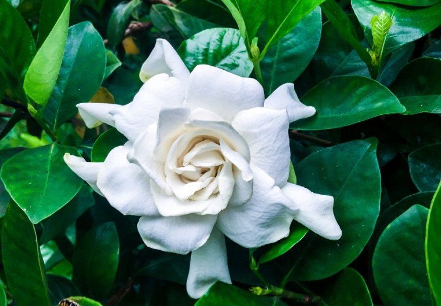 Cape Jasmine - Gardenia jasminoides
