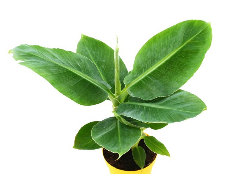 Banana - Musa x paradisiaca