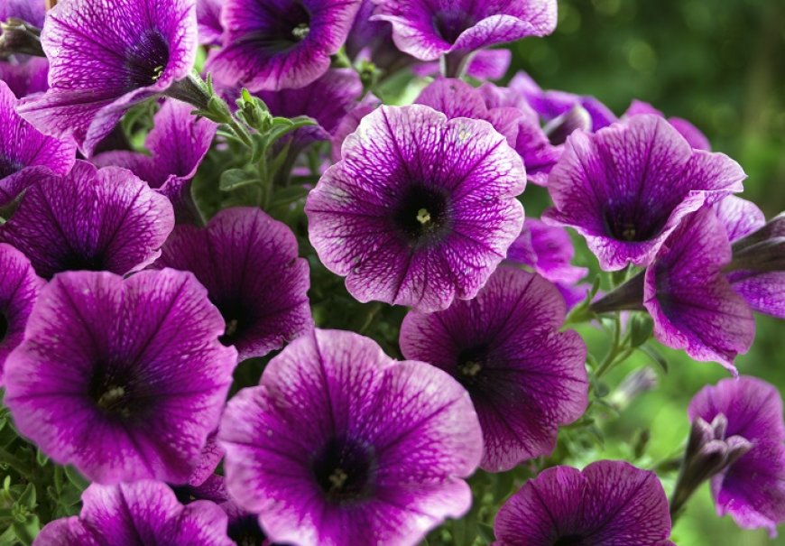 Petunia - Petunia grandiflora