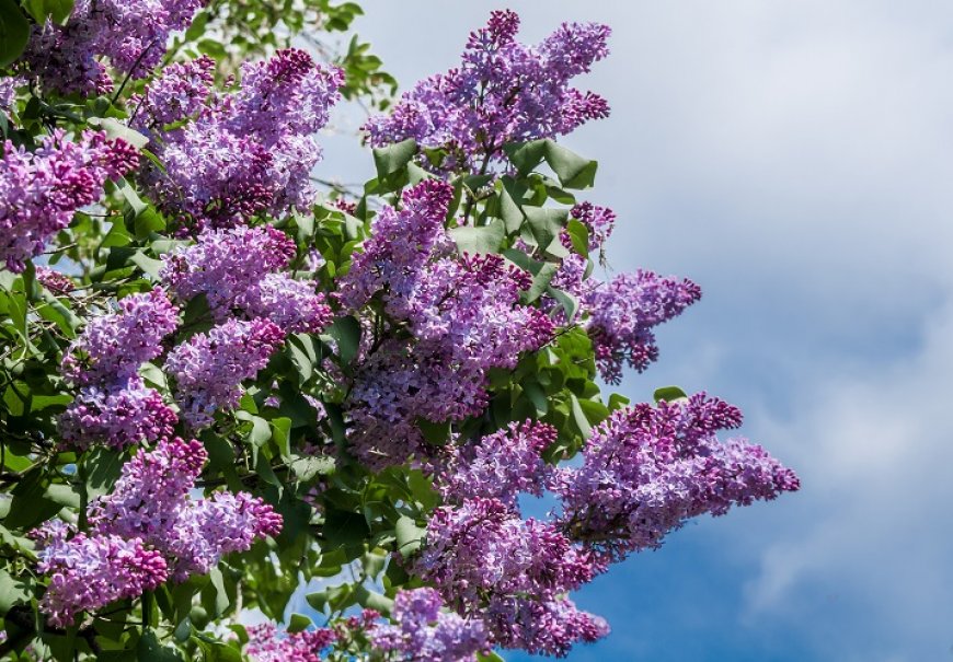 Jorgovan - Syringa vulgaris