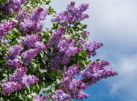 Jorgovan - Syringa vulgaris