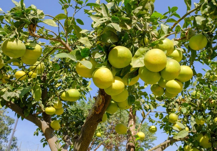 Grejpfrut - Citrus paradisi