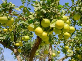 Grejpfrut - Citrus paradisi