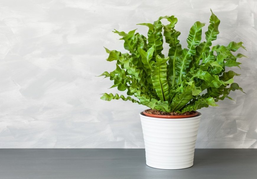 Bird’s Nest Fern - Asplenium nidus